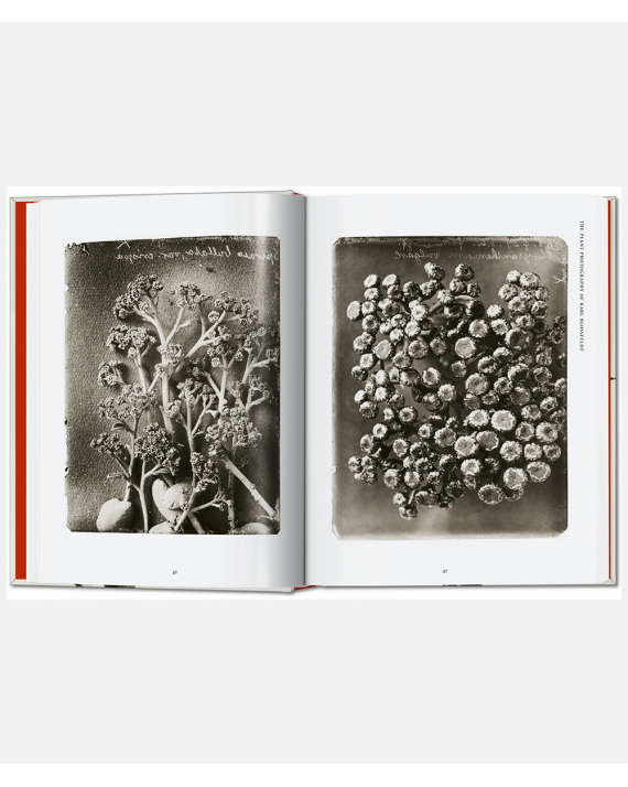Karl Blossfeldt - The Complete Published Works
